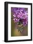 Black Swallowtail Newly Emerged, Eastern Redbud. Marion, Illinois, Usa-Richard ans Susan Day-Framed Photographic Print