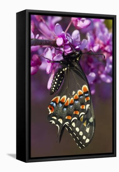 Black Swallowtail Newly Emerged on Eastern Redbud, Marion County, Il-Richard ans Susan Day-Framed Stretched Canvas