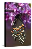 Black Swallowtail Newly Emerged on Eastern Redbud, Marion County, Il-Richard ans Susan Day-Stretched Canvas