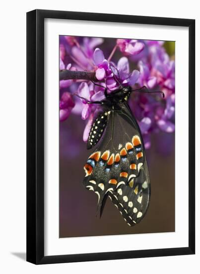 Black Swallowtail Newly Emerged on Eastern Redbud, Marion County, Il-Richard ans Susan Day-Framed Premium Photographic Print