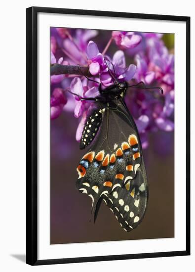 Black Swallowtail Newly Emerged on Eastern Redbud, Marion County, Il-Richard ans Susan Day-Framed Photographic Print