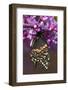 Black Swallowtail Newly Emerged on Eastern Redbud, Marion County, Il-Richard ans Susan Day-Framed Photographic Print