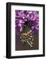 Black Swallowtail Newly Emerged on Eastern Redbud, Marion County, Il-Richard ans Susan Day-Framed Photographic Print