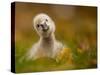 Black Swan Baby-Robert Adamec-Stretched Canvas