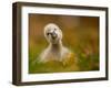 Black Swan Baby-Robert Adamec-Framed Photographic Print