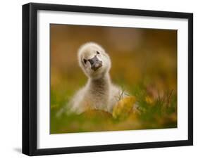 Black Swan Baby-Robert Adamec-Framed Photographic Print