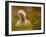 Black Swan Baby-Robert Adamec-Framed Photographic Print