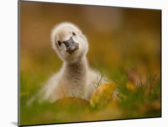 Black Swan Baby-Robert Adamec-Mounted Photographic Print
