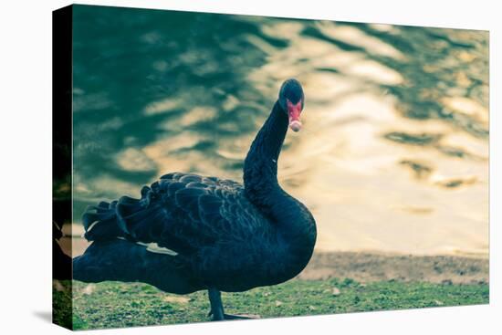 Black Swan Blue-OliverHuitson-Stretched Canvas