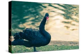 Black Swan Blue-OliverHuitson-Stretched Canvas