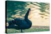 Black Swan Blue-OliverHuitson-Stretched Canvas