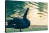 Black Swan Blue-OliverHuitson-Stretched Canvas