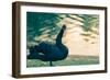 Black Swan Blue-OliverHuitson-Framed Photographic Print