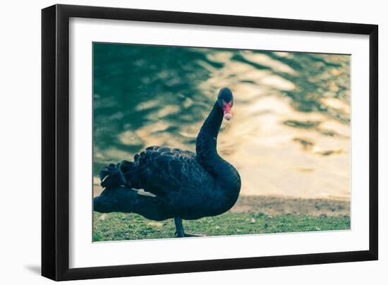 Black Swan Blue-OliverHuitson-Framed Photographic Print