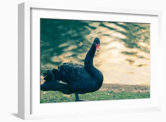 Black Swan Blue-OliverHuitson-Framed Photographic Print