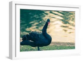 Black Swan Blue-OliverHuitson-Framed Photographic Print