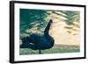 Black Swan Blue-OliverHuitson-Framed Photographic Print