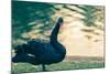 Black Swan Blue-OliverHuitson-Mounted Photographic Print
