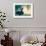 Black Swan Blue-OliverHuitson-Framed Photographic Print displayed on a wall