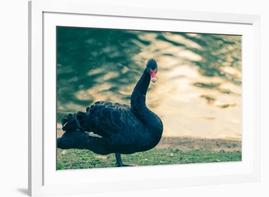 Black Swan Blue-OliverHuitson-Framed Photographic Print