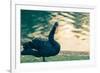 Black Swan Blue-OliverHuitson-Framed Photographic Print