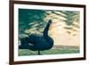 Black Swan Blue-OliverHuitson-Framed Photographic Print