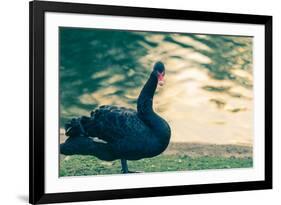 Black Swan Blue-OliverHuitson-Framed Photographic Print