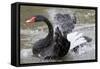 Black Swan Cleaning-null-Framed Stretched Canvas