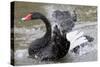 Black Swan Cleaning-null-Stretched Canvas