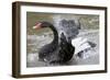 Black Swan Cleaning-null-Framed Photographic Print