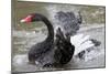 Black Swan Cleaning-null-Mounted Photographic Print