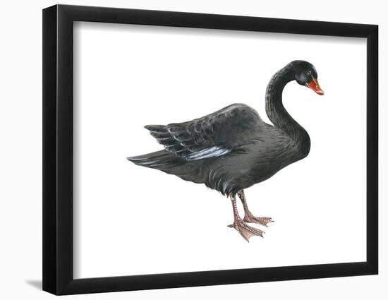 Black Swan (Cygnus Atratus), Birds-Encyclopaedia Britannica-Framed Poster