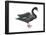 Black Swan (Cygnus Atratus), Birds-Encyclopaedia Britannica-Framed Poster