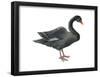 Black Swan (Cygnus Atratus), Birds-Encyclopaedia Britannica-Framed Poster