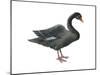 Black Swan (Cygnus Atratus), Birds-Encyclopaedia Britannica-Mounted Poster