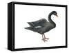 Black Swan (Cygnus Atratus), Birds-Encyclopaedia Britannica-Framed Stretched Canvas