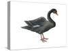 Black Swan (Cygnus Atratus), Birds-Encyclopaedia Britannica-Stretched Canvas