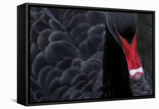 Black Swan (Cygnus Atratus) Captive-Edwin Giesbers-Framed Stretched Canvas