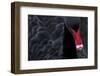 Black Swan (Cygnus Atratus) Captive-Edwin Giesbers-Framed Photographic Print