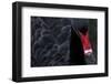 Black Swan (Cygnus Atratus) Captive-Edwin Giesbers-Framed Photographic Print