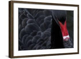 Black Swan (Cygnus Atratus) Captive-Edwin Giesbers-Framed Photographic Print