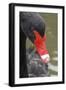 Black Swan Water Droplets on Head-null-Framed Photographic Print