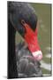 Black Swan Water Droplets on Head-null-Mounted Photographic Print