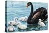 Black Swan with Chicks (Cygnus Atratus), Anatidae-null-Stretched Canvas