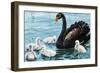 Black Swan with Chicks (Cygnus Atratus), Anatidae-null-Framed Giclee Print