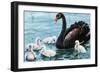 Black Swan with Chicks (Cygnus Atratus), Anatidae-null-Framed Giclee Print