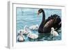 Black Swan with Chicks (Cygnus Atratus), Anatidae-null-Framed Giclee Print