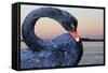 Black Swan-ekays-Framed Stretched Canvas