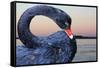 Black Swan-ekays-Framed Stretched Canvas