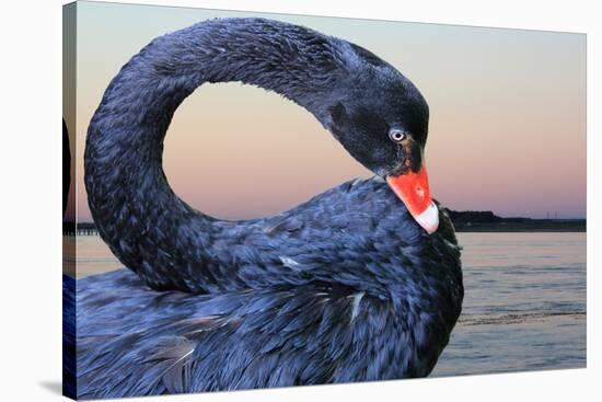 Black Swan-ekays-Stretched Canvas